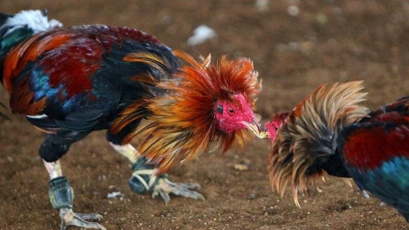 Đá Gà Cựa Dao - Theo Dõi Bộ Môn Đá Gà Hấp Dẫn Nhất Năm Cập nhật thông tin về hình thức đá gà cựa dao